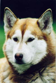 Catima from the little Wolf