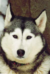 Edunja from the little Wolf
