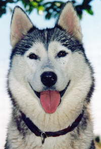 Binocia from the little Wolf
